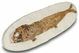 Lower Turonian Fossil Fish - Goulmima, Morocco #255501-2